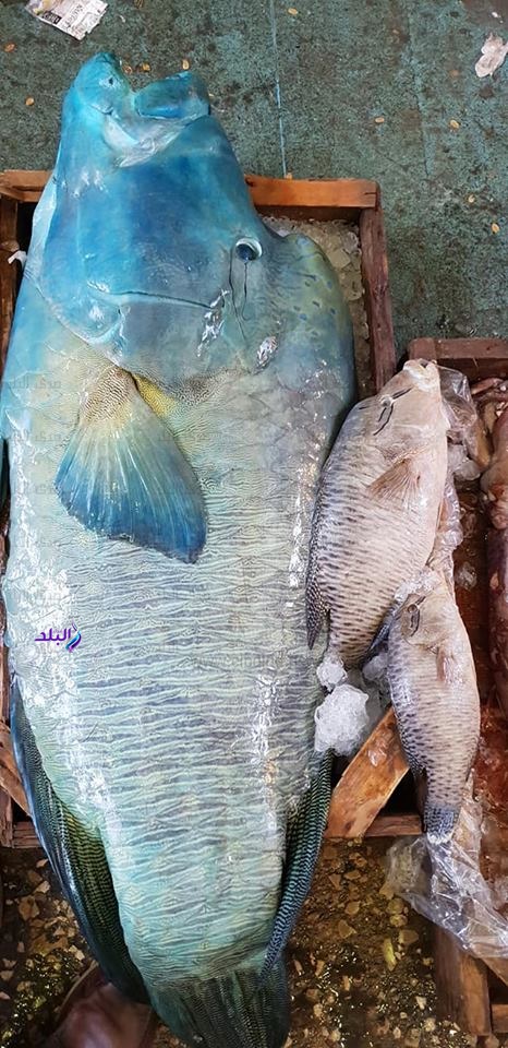 سمكة نابليون المهددة بالأنقاض