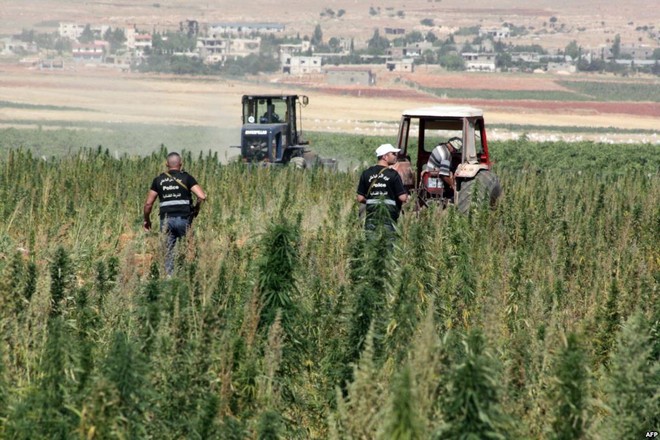 زراعة الحشيش في لبنان زراعة الحشيش في لبنان