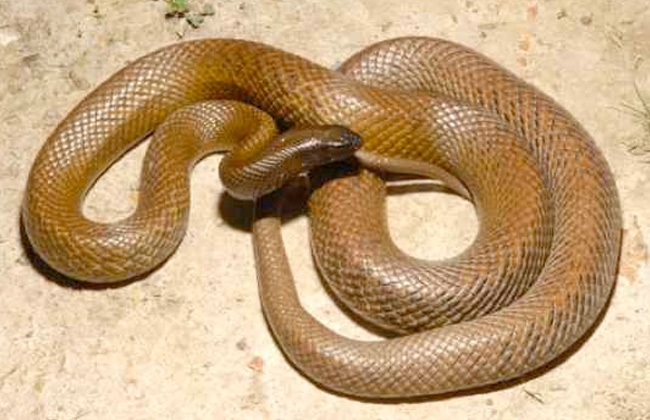 ثعابين - ارشيفية