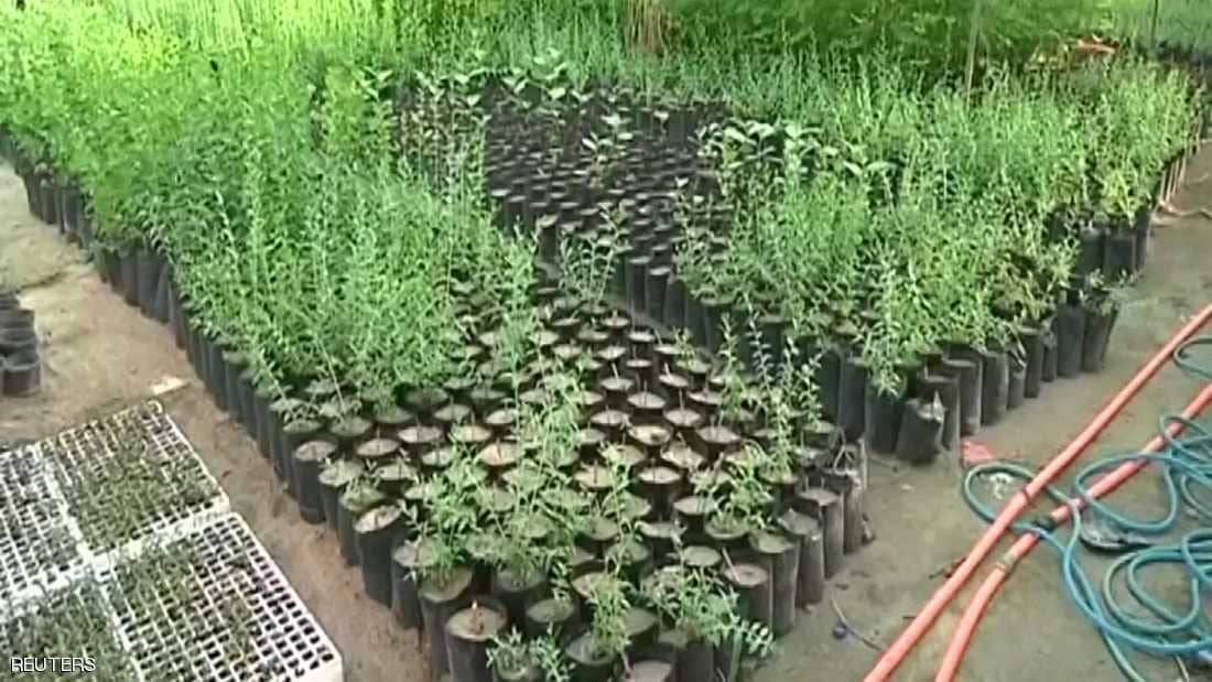 مبادرة المليون شجرة 