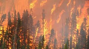 أربعة قتلى في حرائق الغابات في اليونان