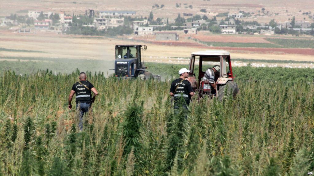 زراعة الحشيش في لبنان زراعة الحشيش في لبنان