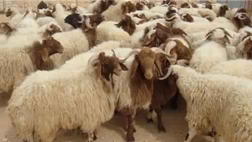 طرح أضاحي العيد بأسعار مخفضة