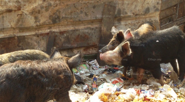 ذبح الخنازير المريضة