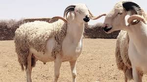 صورة أرشيفية صورة أرشيفية