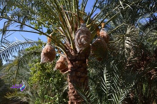 بدء موسم تكميم ثمار البلح في الوادي الجديد .. صور بدء موسم تكميم ثمار البلح في الوادي الجديد .. صور