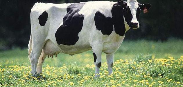 صورة تعبيرية صورة تعبيرية