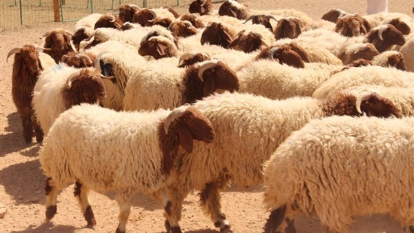 الأضحية الأضحية