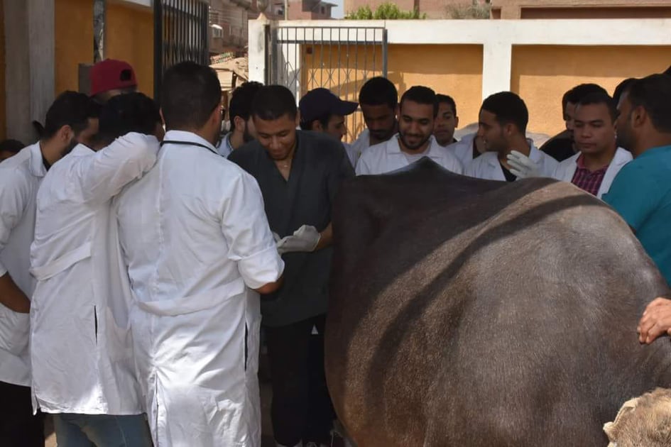 قافلة بيطرية 