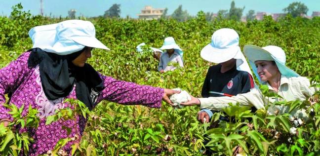 توزيع 75 طن أسمدة وعلاج 348 فدان قطن بكفر الشيخ