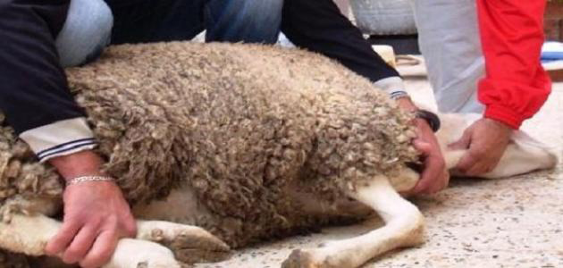 ذبح الأضحية الحامل