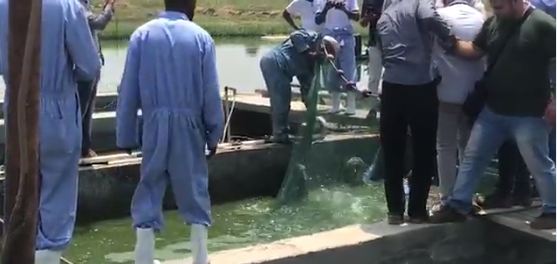 مشروع «ستريمز» السويسري