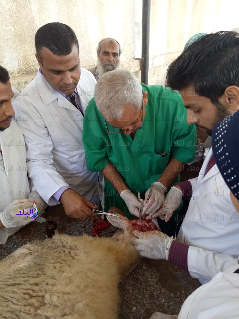 قافلة بيطرية قافلة بيطرية