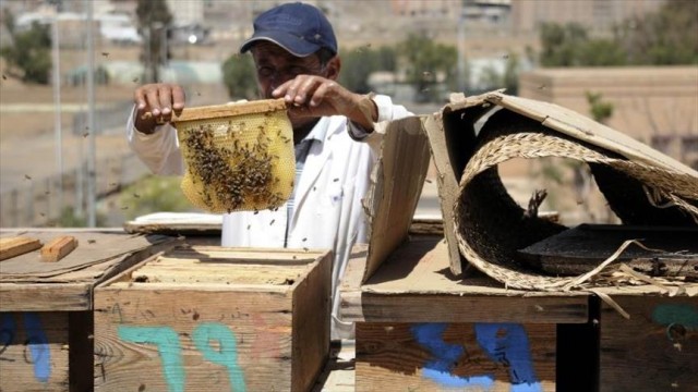 تربية النحل في اليمن مهنة خطرة تربية النحل في اليمن مهنة خطرة