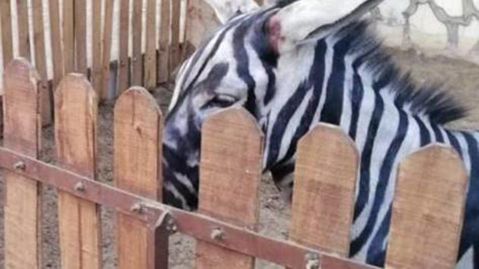 تفاصيل جديدة في واقعة الحمار الوحشي المزيف 