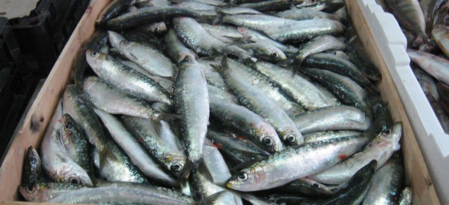 طن أسماك مجمدة - ارشيفيه