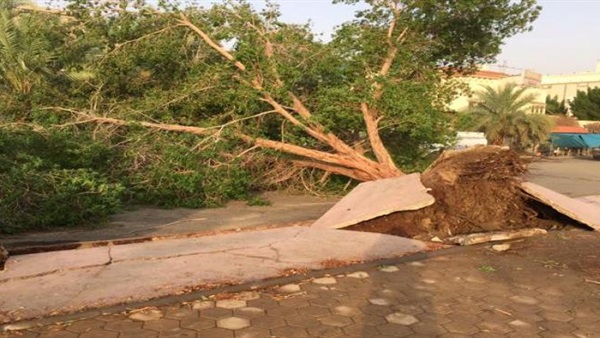 كفارة قطع غصن شجرة أثناء الحج