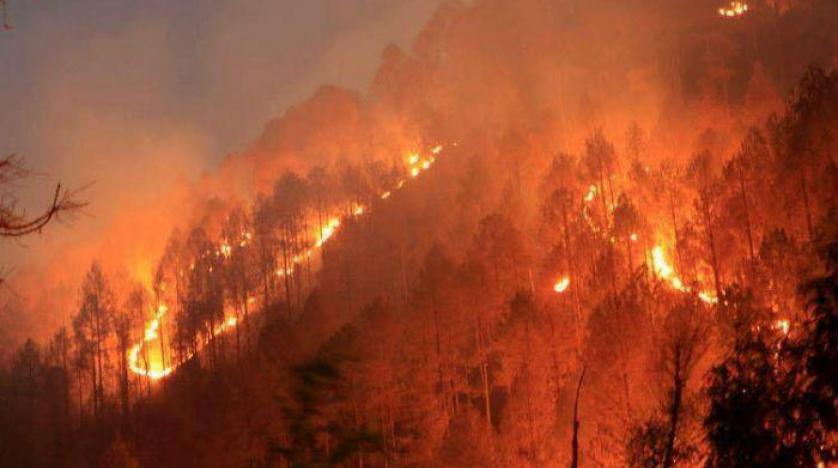 حرائق الغابات