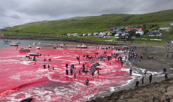 مجزرة يندى لها الجبين 