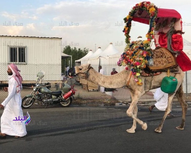 أهالى مكة يزينون الجمال لحجاج بيت الله لالتقاط الصور أهالى مكة يزينون الجمال لحجاج بيت الله لالتقاط الصور