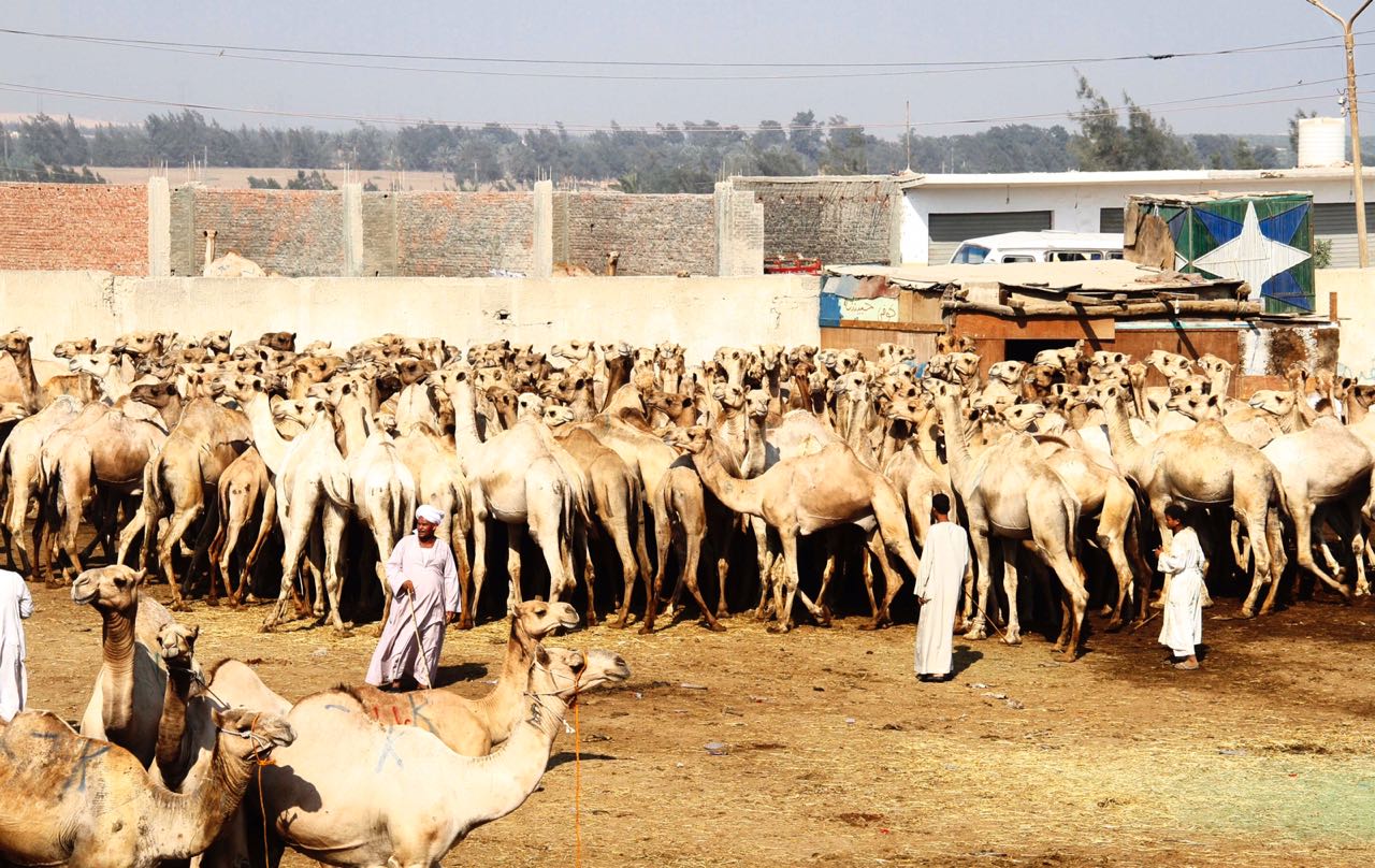 سوق الجمال سوق الجمال
