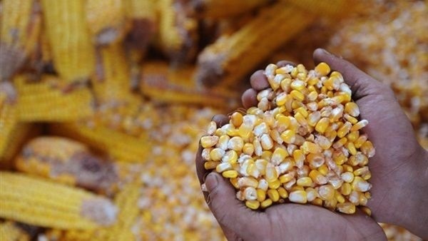 طن ذرة صفراء مجهول المصدر- أرشيفية طن ذرة صفراء مجهول المصدر- أرشيفية