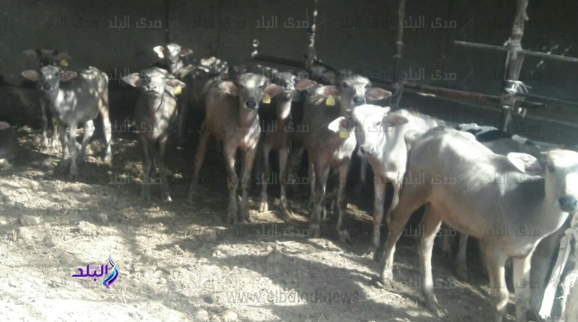 المشروع القومى لإحياء البتلو المشروع القومى لإحياء البتلو