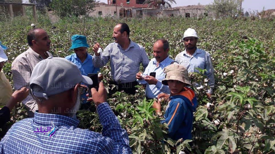 موسم جني القطن بالقنطرة غرب 