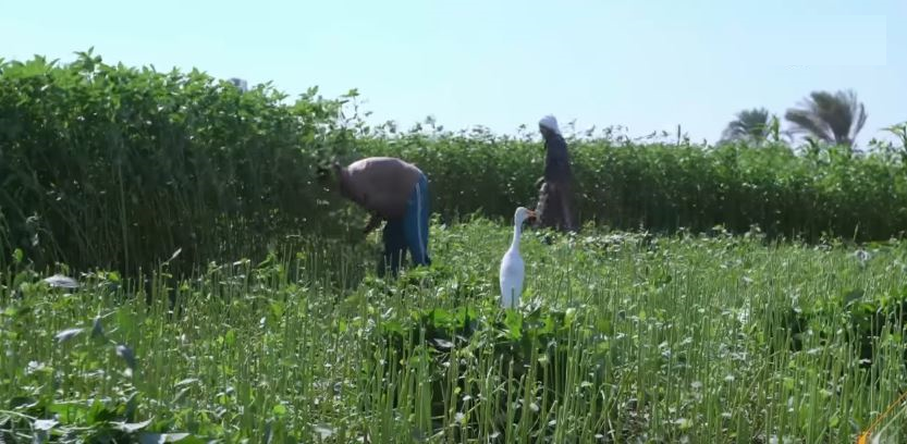 صورة من الحدث