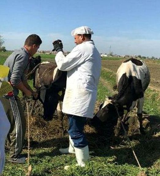 تحصين ماشية تحصين ماشية