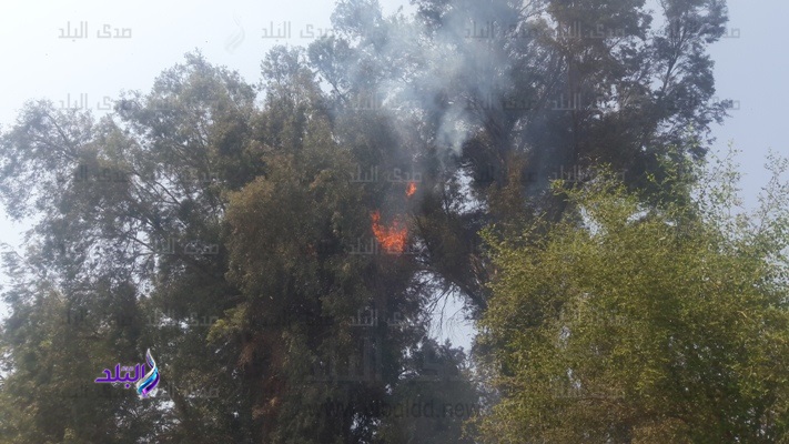 حريق بالأشجار