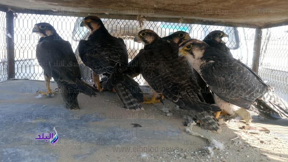 صقور قبل تهريبها بالشلاتين صقور قبل تهريبها بالشلاتين
