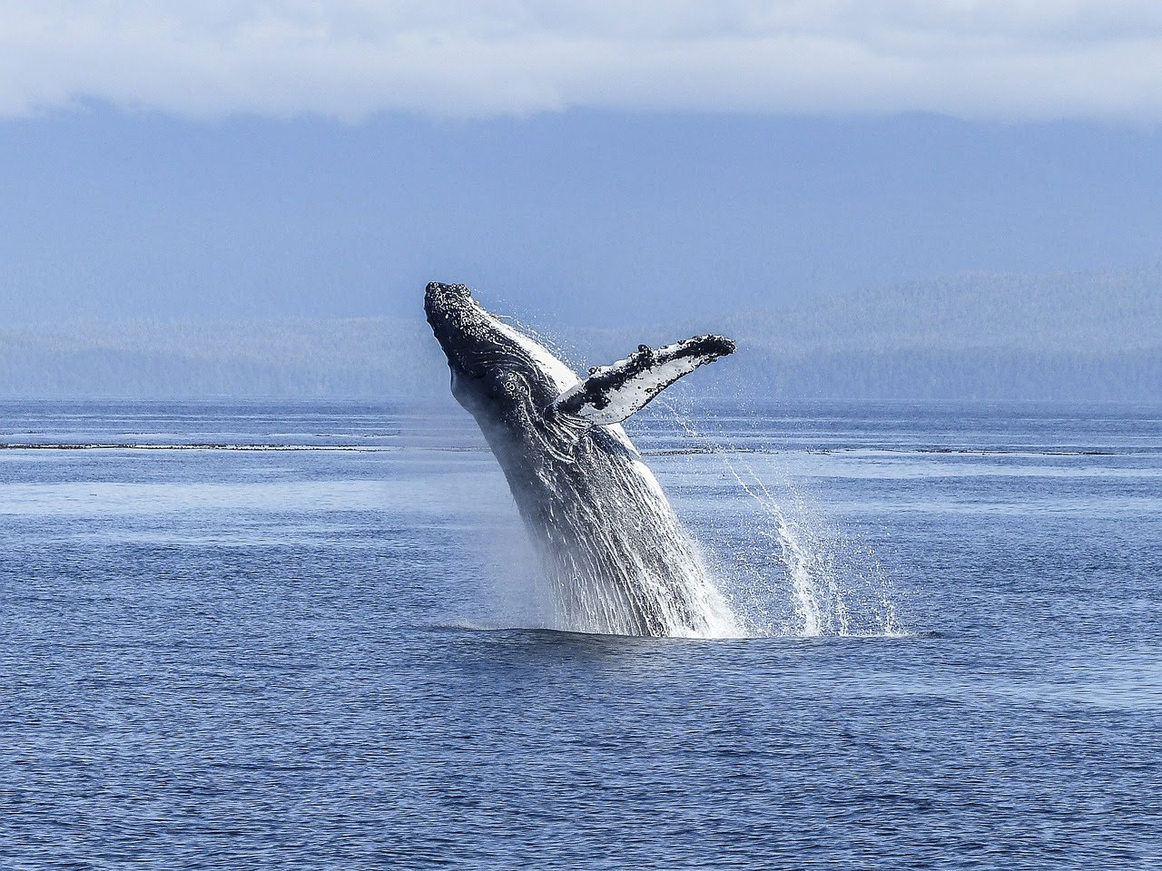 الحوت الاحدب (humback whale ) على سواحل مدينة الغردقة