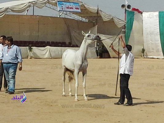 مهرجان الخيول مهرجان الخيول