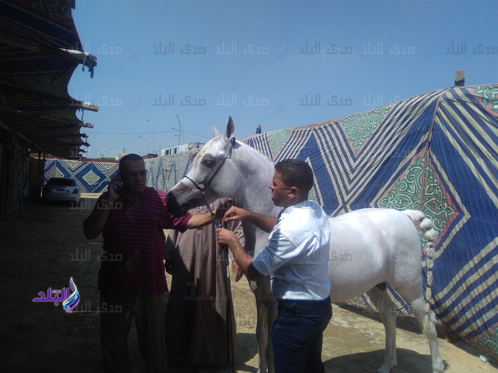 مربي خيول لصدي البلد: سعر الحصان يصل إلى 200 ألف جنيه مربي خيول لصدي البلد: سعر الحصان يصل إلى 200 ألف جنيه