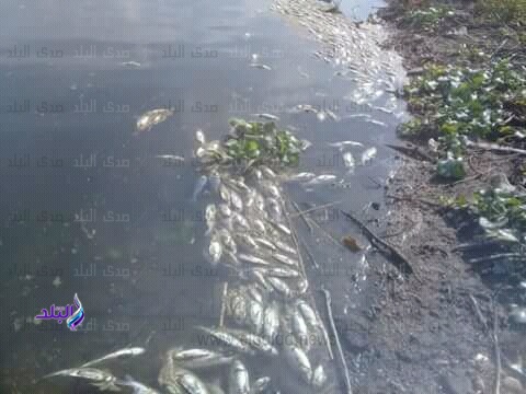 ظهور أسماك نافقة بفرع نهر النيل بالمحمودية بالبحيرة