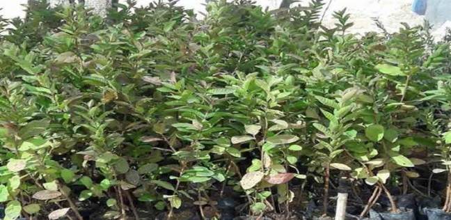 شتلات الخضروات 