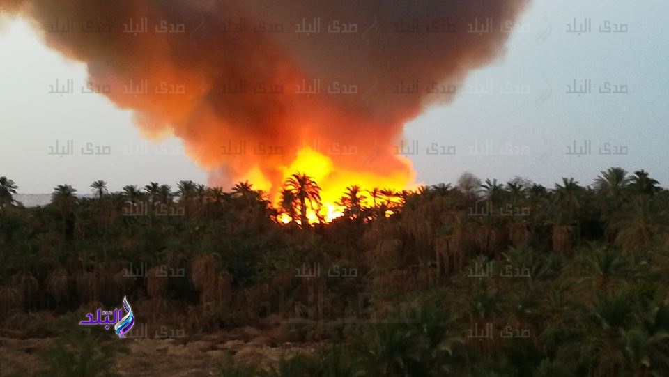  حريق هائل بمزارع نخيل بالوادى الجديد