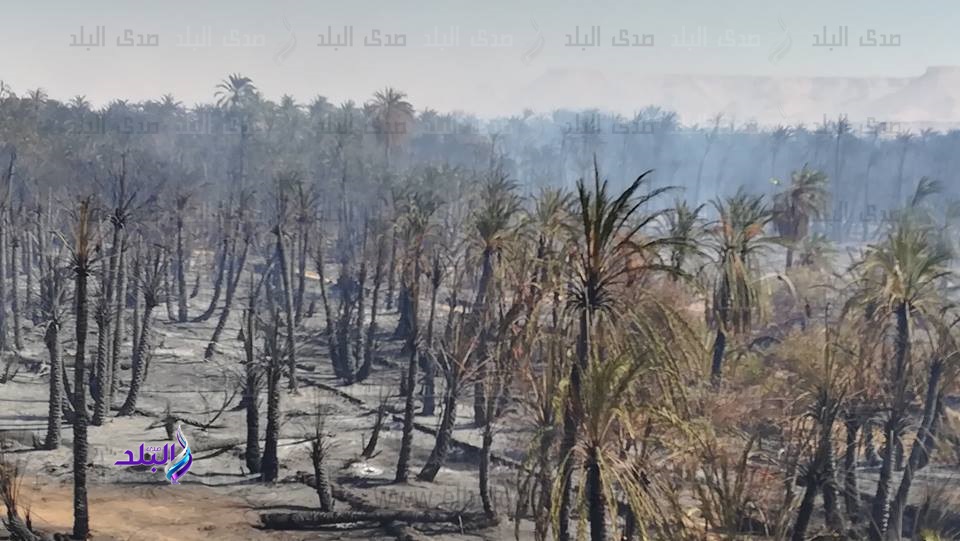 صور مزارع النخيل المتفحمة في حريق الراشده بالوادي الجديد