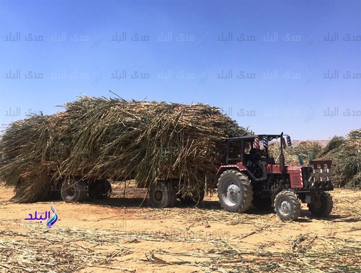 المخلفات الزراعية