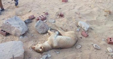 السلعوة  السلعوة