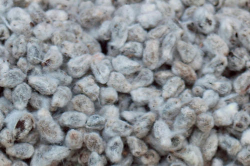 بذور القطن بذور القطن