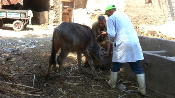 الحمى القلاعية بكفر الشيخ