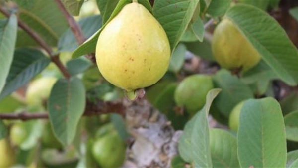 الجوافة الجوافة