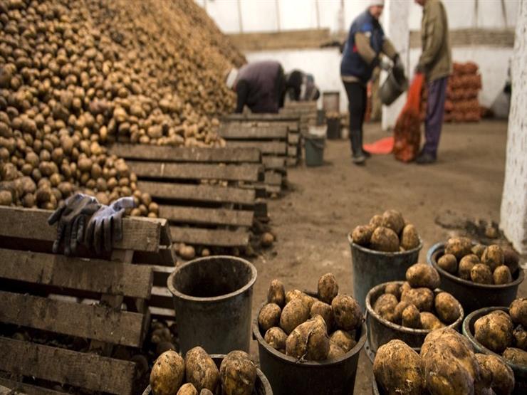 ضبط 700 طن بطاطس بدمياط الجديدة ضبط 700 طن بطاطس بدمياط الجديدة
