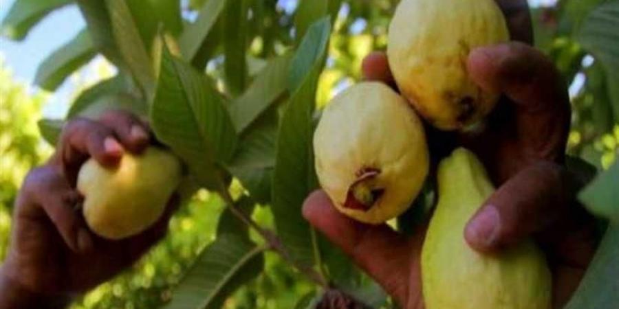 صورة أرشيفية صورة أرشيفية