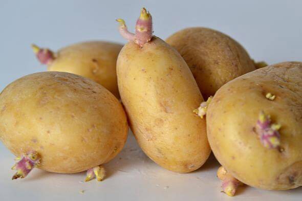 البطاطس