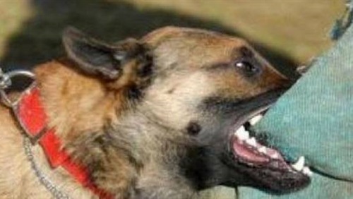 صورة أرشيفية - كلب ضال