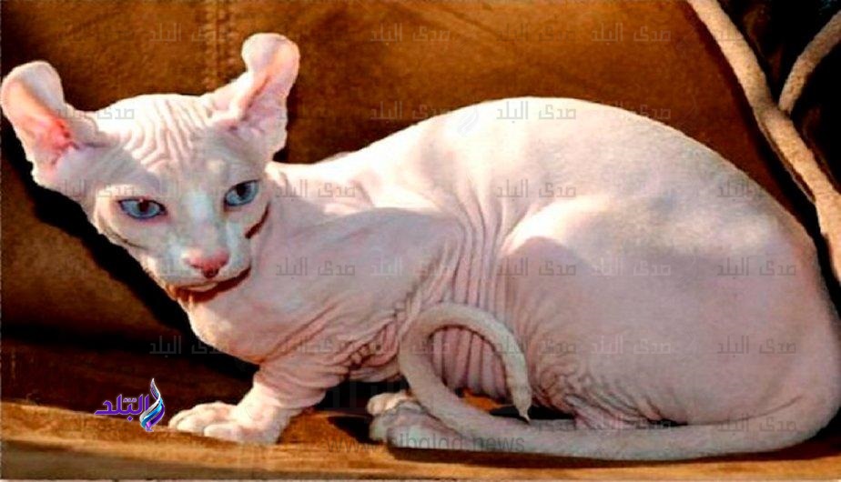 Elf Cat Elf Cat