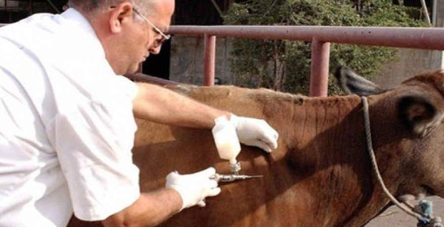 تحصين الحمى القلاعية